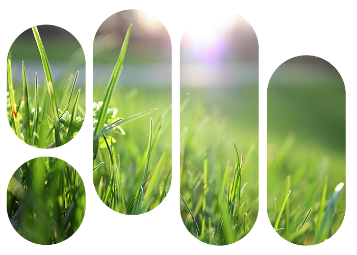 Ecology illustration